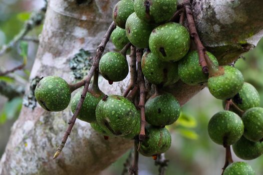 Natural growing wild rubber fig fruit (Ficus polita) in forest, George, South Africa