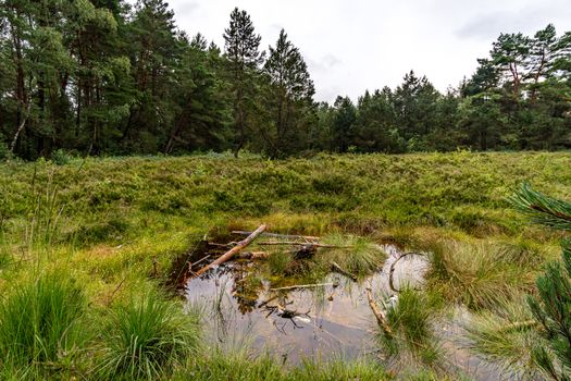 The beautiful nature reserve Wilhelmsdorf Pfrunger Ried in Upper Swabia near Ravensburg and Lake Constance