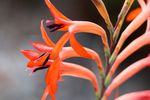 Vibrant red summer watsonia flowers (Watsonia pillansii) on stalk, George, South Africa