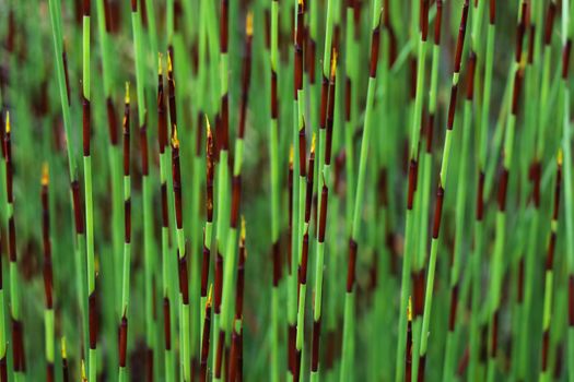 Vibrant green cape thatching reed (Chondropetalum tectorum) restio plant, George, South Africa