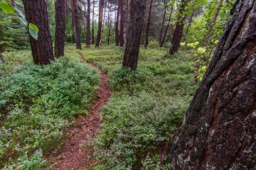 The beautiful nature reserve Wilhelmsdorf Pfrunger Ried in Upper Swabia near Ravensburg and Lake Constance