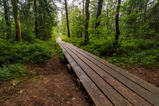 The beautiful nature reserve Wilhelmsdorf Pfrunger Ried in Upper Swabia near Ravensburg and Lake Constance