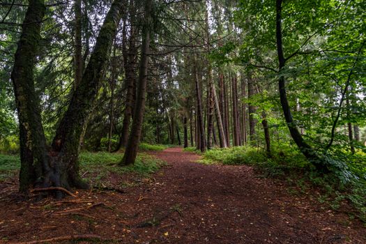 The beautiful nature reserve Wilhelmsdorf Pfrunger Ried in Upper Swabia near Ravensburg and Lake Constance