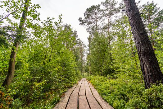 The beautiful nature reserve Wilhelmsdorf Pfrunger Ried in Upper Swabia near Ravensburg and Lake Constance