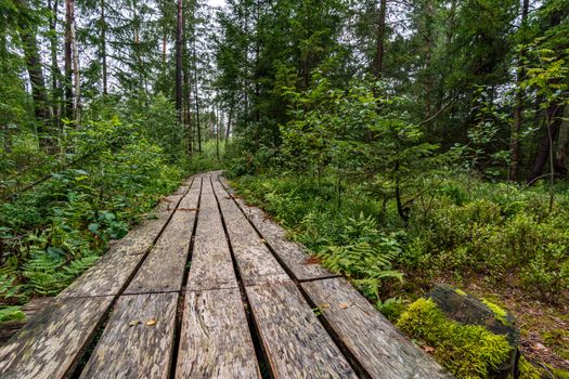 The beautiful nature reserve Wilhelmsdorf Pfrunger Ried in Upper Swabia near Ravensburg and Lake Constance