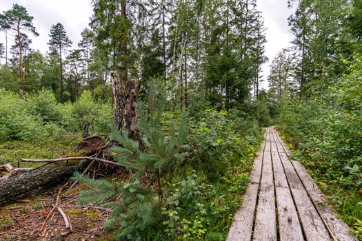 The beautiful nature reserve Wilhelmsdorf Pfrunger Ried in Upper Swabia near Ravensburg and Lake Constance