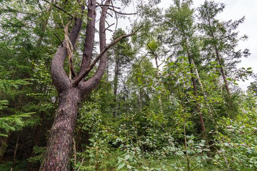 The beautiful nature reserve Wilhelmsdorf Pfrunger Ried in Upper Swabia near Ravensburg and Lake Constance