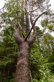 The beautiful nature reserve Wilhelmsdorf Pfrunger Ried in Upper Swabia near Ravensburg and Lake Constance