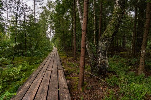 The beautiful nature reserve Wilhelmsdorf Pfrunger Ried in Upper Swabia near Ravensburg and Lake Constance