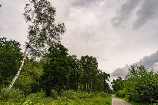 The beautiful nature reserve Wilhelmsdorf Pfrunger Ried in Upper Swabia near Ravensburg and Lake Constance