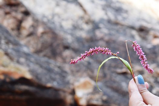 Pink Flowers and hold in Hand