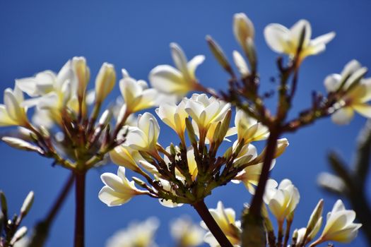 Bunch of white flowers against blue sky