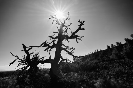 Black and white photo of dead Limber Pine with sun and sky.  At Craters of the Moon National Park.