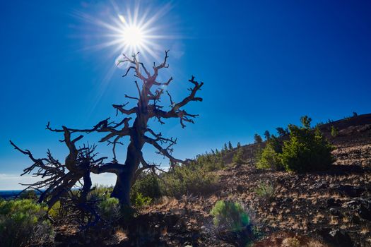 Dead Limber Pine with sun and blue sky.  At Craters of the Moon National Park.