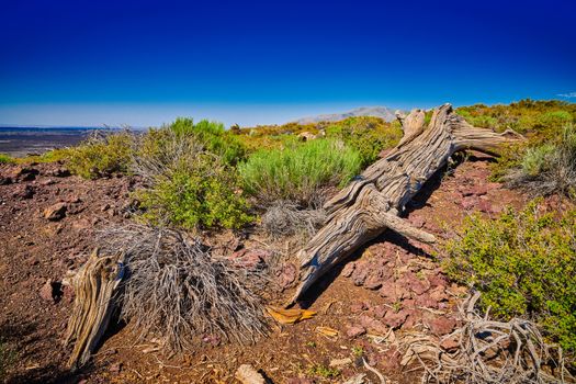 Dead Limber Pine with sun and blue sky.  At Craters of the Moon National Park.