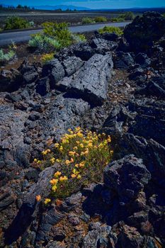 Buckwheat, (Eriogonum), growing amongst the lava flow at Craters of the Moon National Park.