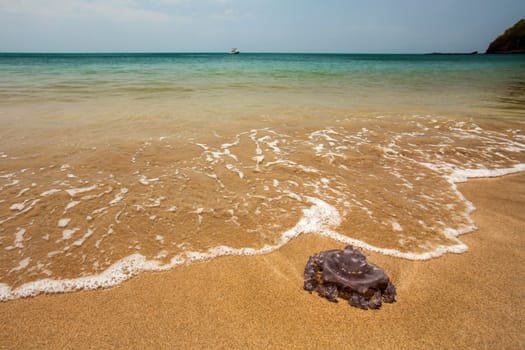 Dangerous purple jellyfish on perfect beach shore, with sea on horizon. Koh Lanta, Thailand