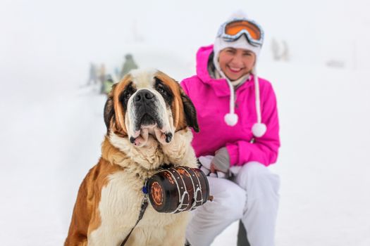 Saint Bernard Dog with iconic barrel sitting in the snow with blurred young woman in pink ski jacket in background.