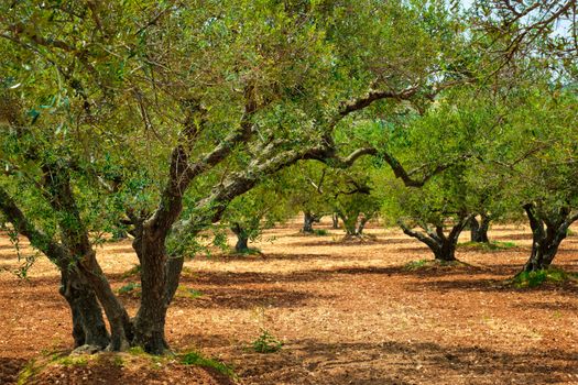 Olive trees (Olea europaea) grove in Crete, Greece for olive oil production. Horizontal camera pan