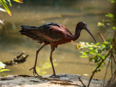 Close up shot of Glossy Ibis walking beside a pond, nature photography