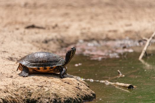 Turtle sunbathes next to a pond, freshwater tortoise