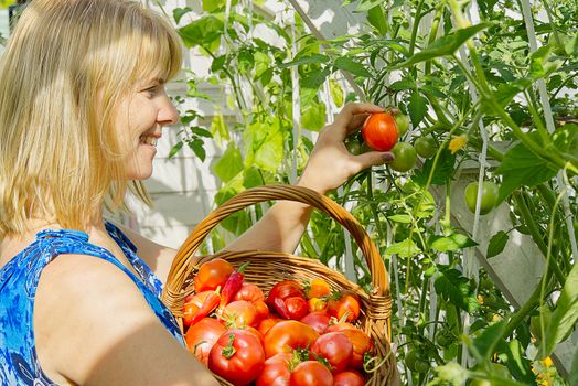 in the greenhouse smiling blond woman collects ripe red ecological tomatoes into a wicker basket. eco food home gardening concept