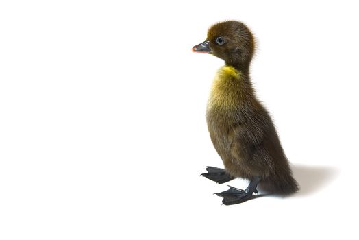 Brown newborn duckling closeup on white background