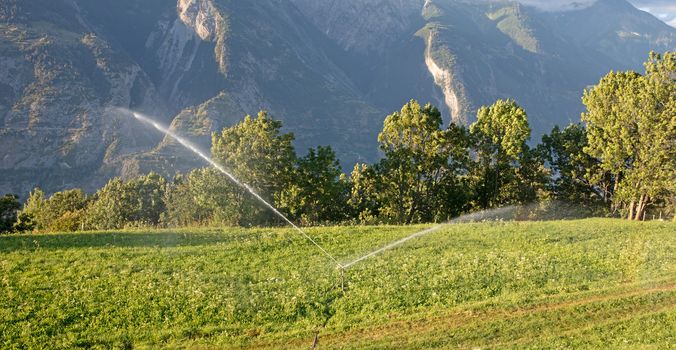 Sprinkler watering a lawn in Switserland, summertime