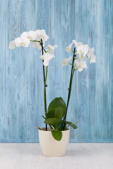 romantic branch of white orchid on blue wooden background, studio shoot