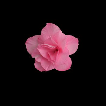 Pink flower isolated on the black background and texture.