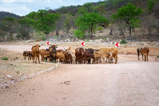 Cattle crossing a dirt and gravel road in Namibia, things you experience during a safari roadtrip through Africa