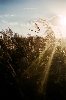 Silhouette of group of reed in warm autumnal  backlighting sunlight with clouds in the sky. The sun is bursting through the clouds