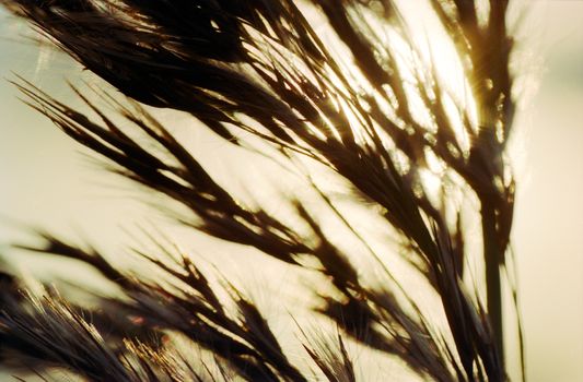 Blurry Silhouette of group of reed in warm autumnal  backlighting sunlight The sun is bursting through the reed