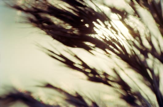 Blurry Silhouette of group of reed in warm autumnal  backlighting sunlight The sun is bursting through the reed