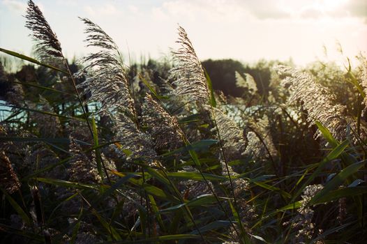 Silhouette of group of reed in warm autumnal  backlighting sunlight with clouds in the sky. The sun is bursting through the clouds