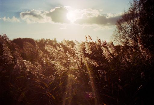 Silhouette of group of reed in warm autumnal  backlighting sunlight with clouds in the sky. The sun is bursting through the clouds