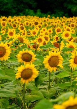 Sunflowers blooming in the field. harvest and agriculture in summer season