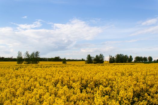 Beautiful field of yellow rape and green trees. Meadow with a forest Cultivation of agricultural crops. Spring sunny landscape with blue sky. Wallpaper of nature