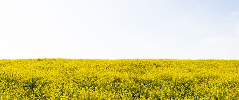 Beautiful field of yellow rape isolated. A closeup photo of a rapeseed flower. Growing seeds of agricultural crops. Rapeseed oil. Spring, sunny landscape with blue sky. Banner for web site.