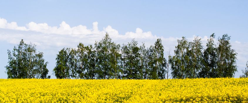 Beautiful field of bright yellow rape with trees in background Rapeseed flowers against blue sky with clouds. Growing seed crops. Rapeseed oil. Spring, sunny landscape in Belarus. Banner for web site