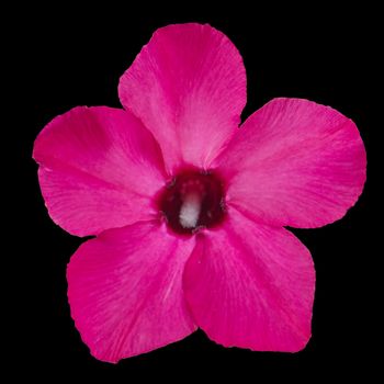 Red flower isolated on the black background and texture.