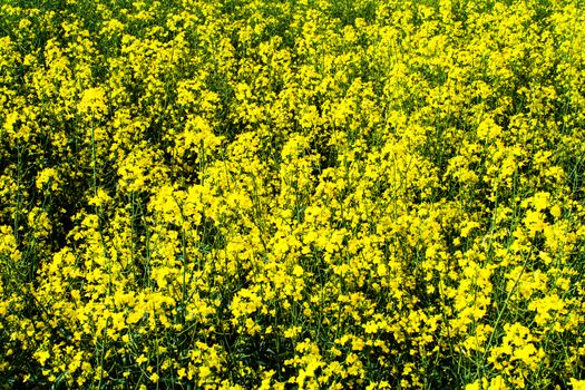 Beautiful field of yellow rape. Texture of rapeseed flowers close up. Growing seed crops. Rapeseed oil. Spring, sunny landscape. Wallpaper of nature in Belarus.