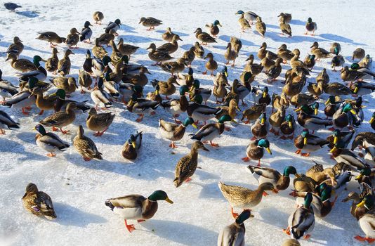 A huge flock of ducks eat abandoned bread on the ice of a frozen pond on a clear frosty winter day.