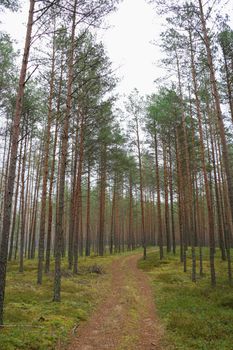 View of pine and spruce trees in the autumn morning