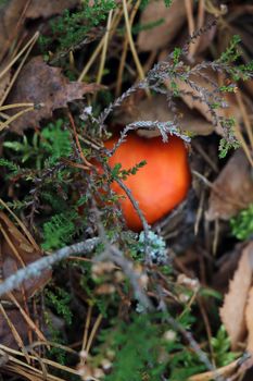 A mushroom with a red cap hid in the moss. Out of focus