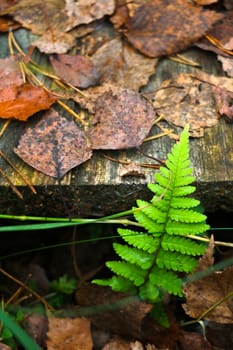 Green fern branch in the forest. Autumn weather