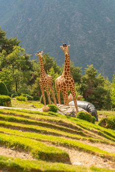 Juberri Sant Julia de Loria, Andorra: August 27 2020: Sculptures in Jardins de Juberri in summer 2020 in the Pyrenees of Andorra.