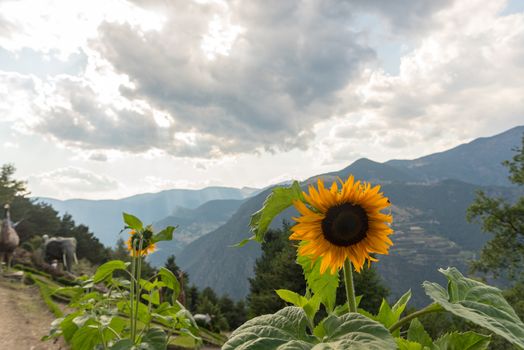Sunflowers in Jardins de Juberri in summer 2020 in the Pyrenees of Andorra.