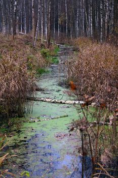 Small swampy river in the autumn forest