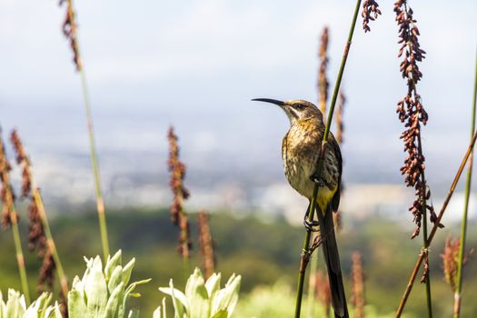 Cape sugarbird sitting on plants flowers in Kirstenbosch National Botanical Garden, Cape Town, South Africa.